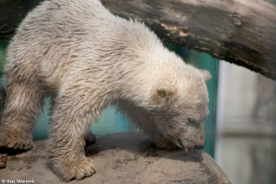 Ouwehands Dierenpark 2008