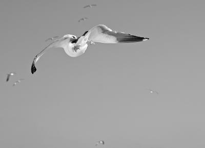 Gull