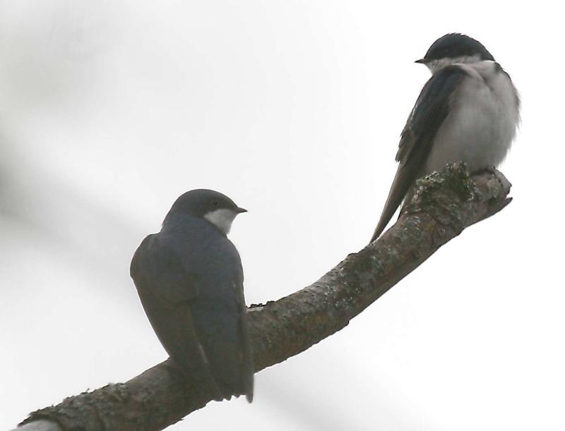 4-7 t swallow 5488.jpg