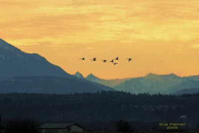 2-28 swans at sunrise e 9886.jpg