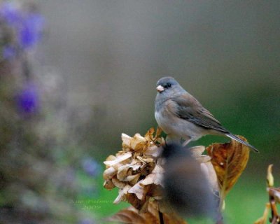 11-20 juncoes e 2055.jpg