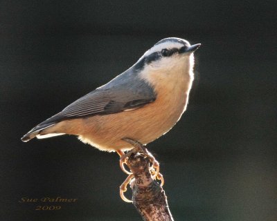 12-2 nuthatch 2206.jpg