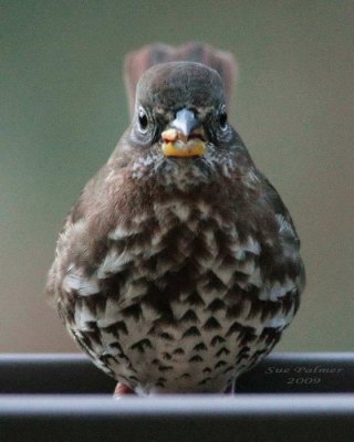12-12 sparrow e 2513.jpg