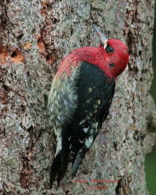 12-14 sapsucker e 2556.jpg