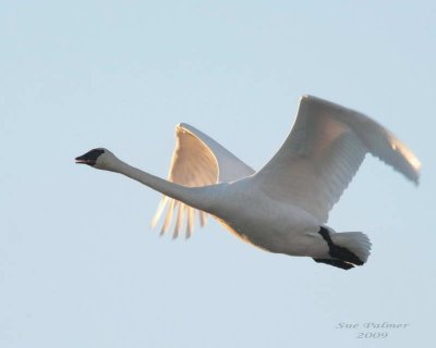 12-26 swan e 2906.jpg