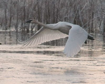 12-26 swan e 2903.jpg