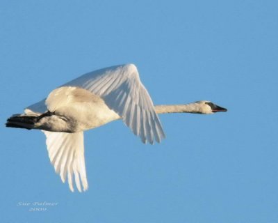 12-26 swan e 2925.jpg