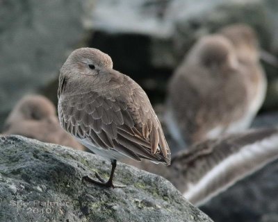 1-7 dunlin e 4116.jpg