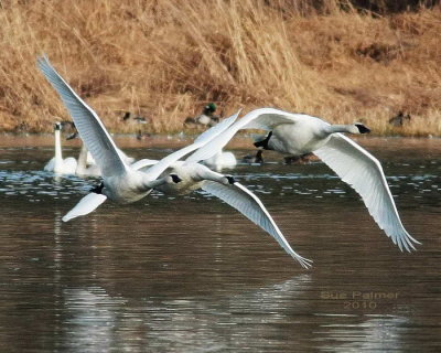 1-10 swans e 4441.jpg