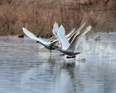 1-21 swans e 4565.jpg