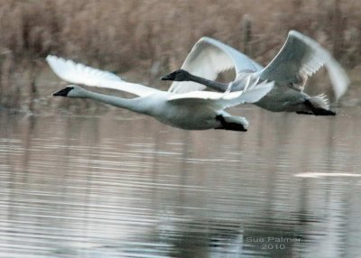 1-21 swans e 4572.jpg
