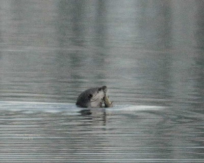 2-10 otter 5241.jpg