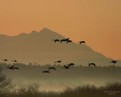 2-22 Pilchuck swans e 5704.jpg