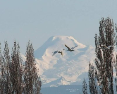 2-22 baker swans e 5920.jpg