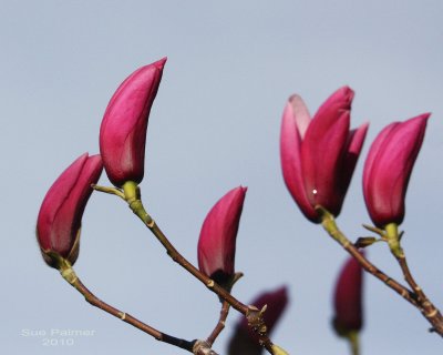 3-14 magnolia 0260.jpg