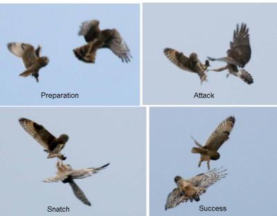 11-28 owl vs harrier.jpg