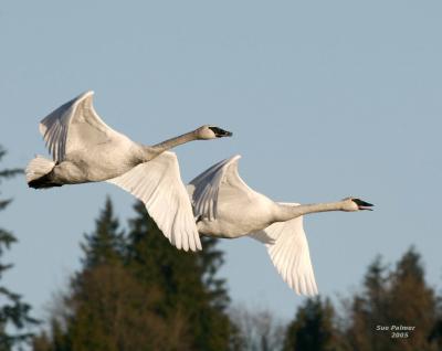 12-18 swans 5948.jpg