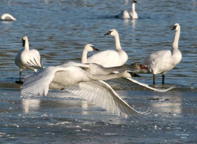 12-18 swans 6061.jpg