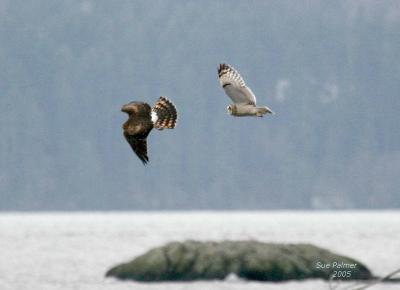 12-29 owl vs harrier 6664.jpg