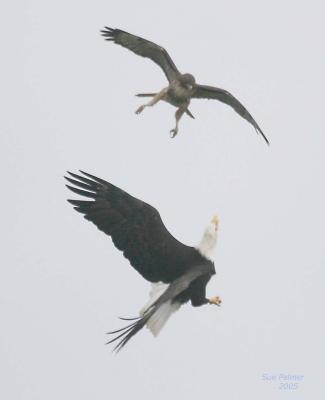 1-8 eagle vs hawk 7030.jpg