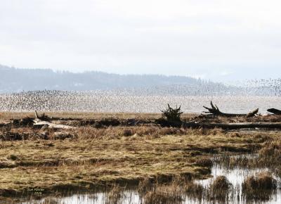 1-11 dunlins 7175.jpg