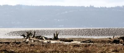1-11 dunlins 7178.jpg