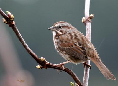 2-2 s sparrow 9123.jpg