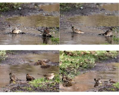1-31 GC sparrows bath.jpg