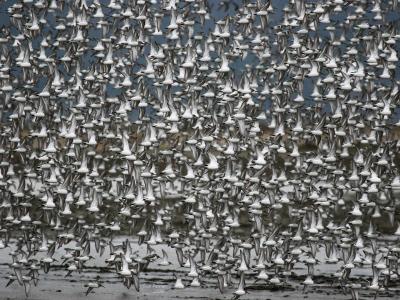 1-31 dunlins 8982.jpg