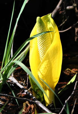 3-25 skunk cabbage  4134.jpg