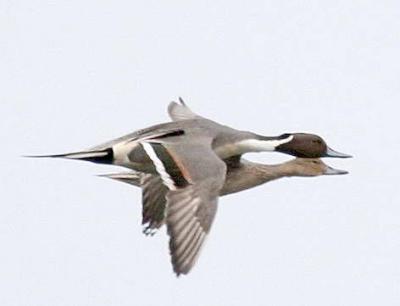 4-2 pintail pair 4943.jpg