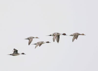 4-2 pintails 4939.jpg