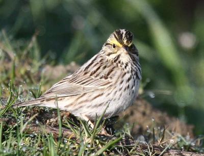 4-4 savannah sparrow  5111.jpg