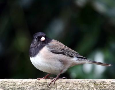 4-6 junco 5413.jpg