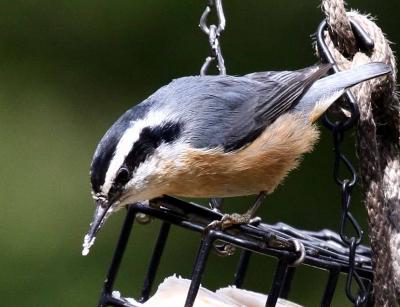 4-6 nuthatch 5364.jpg