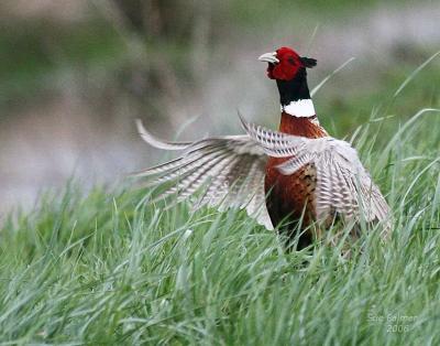 4-16 cock pheasant 5829.jpg