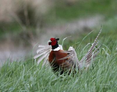 4-16 cock pheasant 5831.jpg