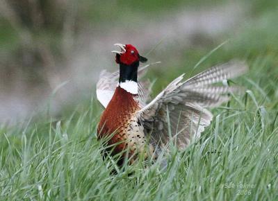 4-16 cock pheasant  5828.jpg