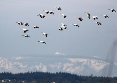 4-18 geese 6108.jpg