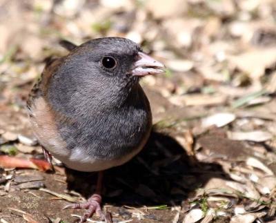 4-23 junco 6486.jpg