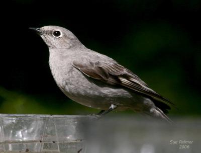 4-23 townsands solitaire 6402.jpg