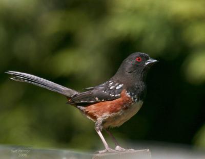 4-23 towhee 6453.jpg