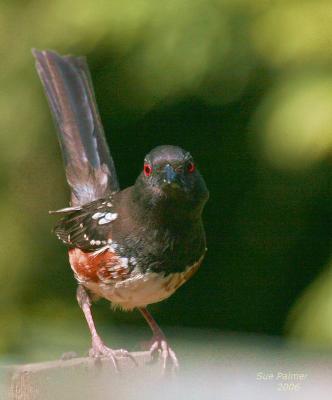 4-23 towhee 6467.jpg