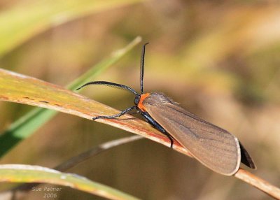8-28 bug 4670.jpg