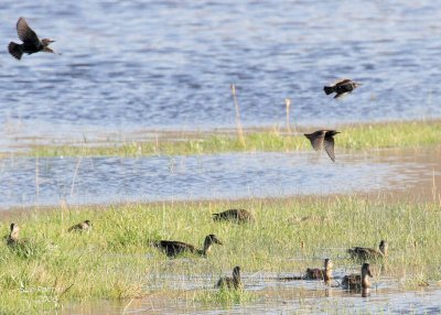 9-12 ducks  starlings 4981.jpg
