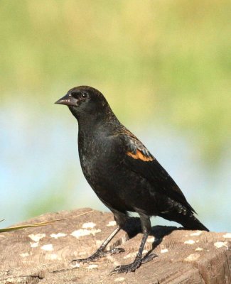 9-12 rw b-bird  5013.jpg