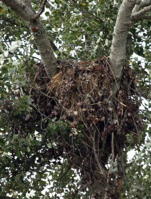 9-18 eagles nest 5261.jpg