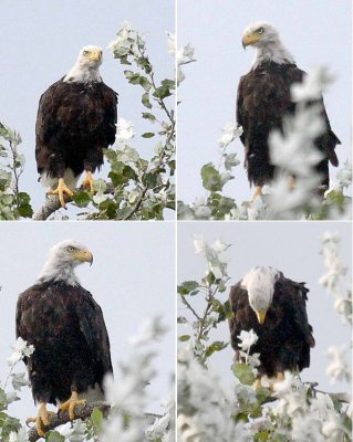 9-17 eagle.jpg