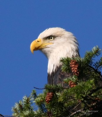 10-26 eagle 4610.jpg
