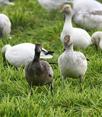 11-2 blue goose web 5713.jpg
